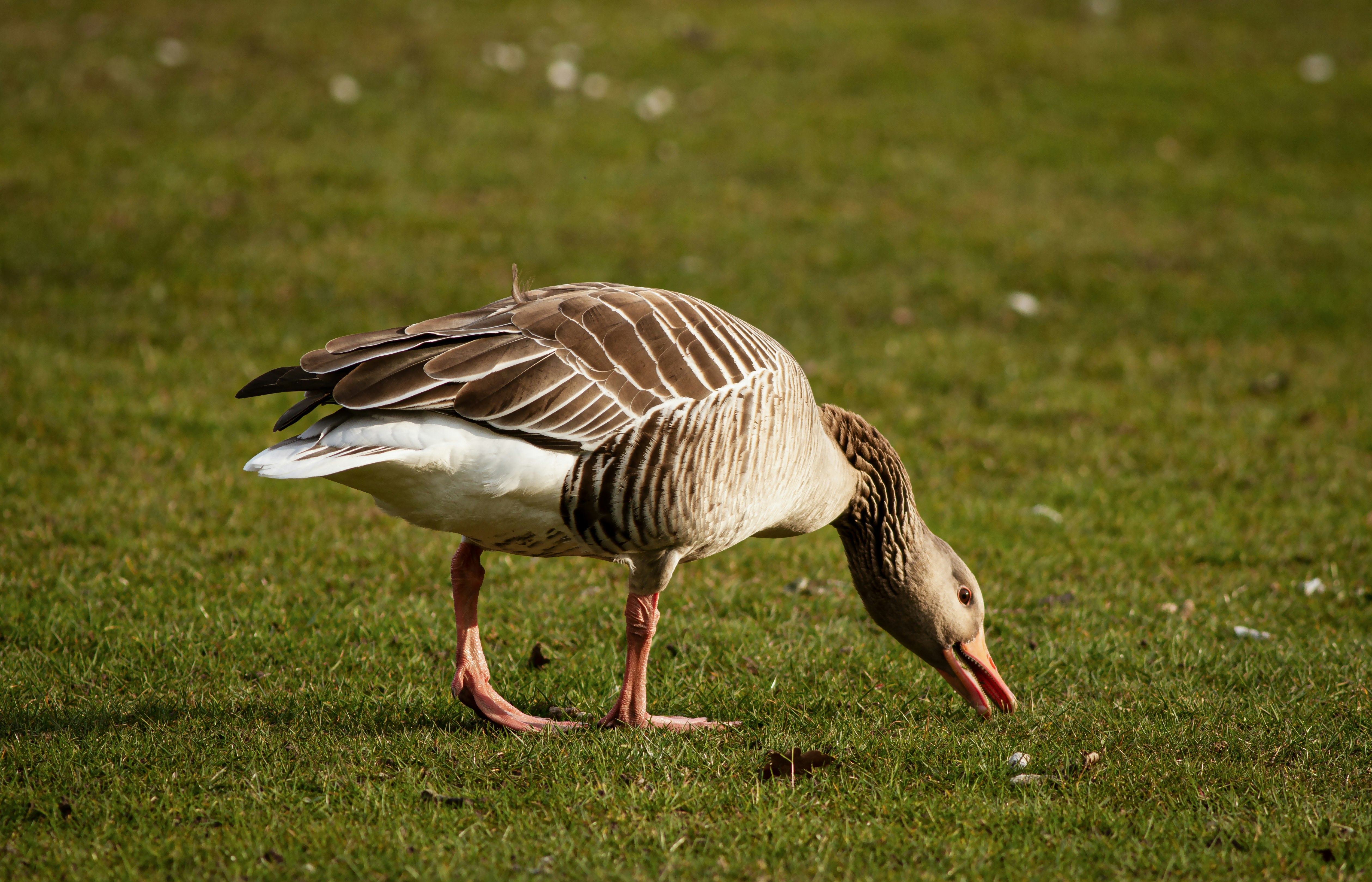 brown and white duck on green grass during daytime